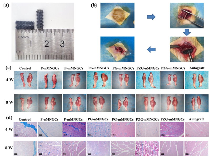 1762502197677712.png 図4 MNGCsをラットに移植した模式図及びMNGCsによる筋萎縮緩和の体内効果.png